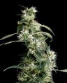 Arjans Ultra Haze 2 by Greenhouse Seeds