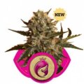 Mother Gorilla aka Royal Madre by Royal Queen Seeds