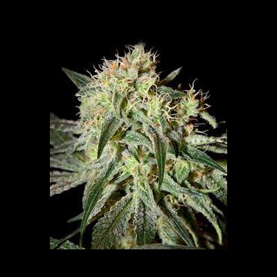 Damn Sour from Greenhouse Seeds - Seeds66.