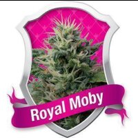 Royal Moby Feminised Seeds