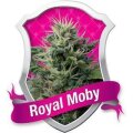 Royal Moby - Royal Queen Seeds