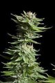 Shining Silver Haze - Royal Queen Seeds