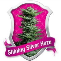 Shining Silver Haze Feminised Seeds 3 Seeds