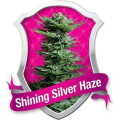 Shining Silver Haze Feminised Seeds 5 Seeds