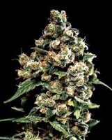 Jack Herer - Greenhouse Seeds