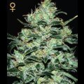 Moby Dick Feminised Seeds 5 Seeds