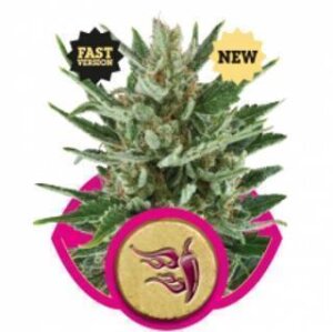 Speedy Chile Fast Flowering - Royal Queen Seeds