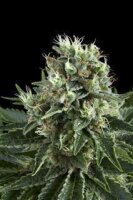 White Widow - Royal Queen Seeds