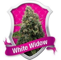 White Widow - Royal Queen Seeds