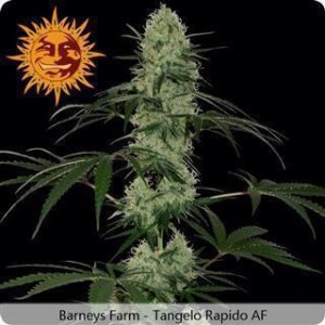 Tangelo Rapido Auto Feminised Seeds
