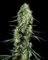 Super Silver Haze - Greenhouse Seeds