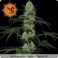 Tangelo Rapido Auto Feminised Seeds 3 Seeds