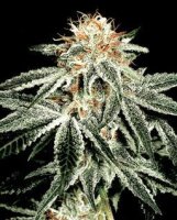 White Widow - Greenhouse Seeds