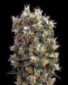 The Church - Greenhouse Seeds