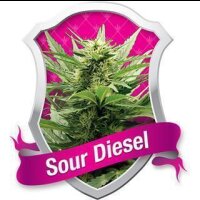 Sour Diesel Feminisierte Samen 3 Seeds