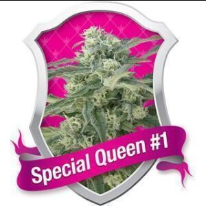 Special Queen #1 Feminisierte Samen 3 Seeds