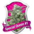 Special Queen #1 Feminisierte Samen 3 Samen