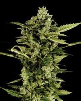 Auto-Bomb by Greenhouse Seeds