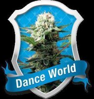 Dance World Feminised Seeds