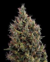 Big Bang Auto by Greenhouse Seeds