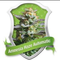 Amnesia Haze Automatic Feminised Seeds 3 Seeds