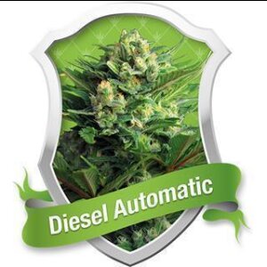 Diesel Auto - Royal Queen Seeds