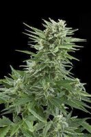 Easy Bud Automatic Feminised Seeds