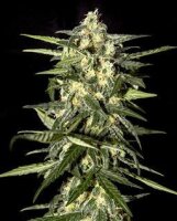 Jack Herer Auto - Greenhouse Seeds