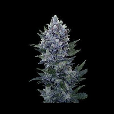 Northern from Royal Queen Seeds - Seeds66