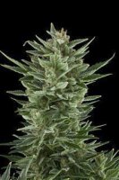 Quick One Automatic Feminised Seeds