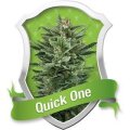 Quick One Auto - Royal Queen Seeds