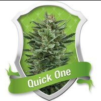 Quick One Automatic Feminised Seeds 5 Seeds