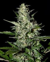 Super Critical Auto-flowering Feminised Seeds