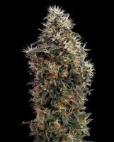 Sweet Mango Automatic Feminised Seeds