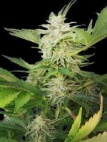 Royal AK Automatic Feminised Seeds