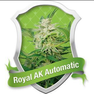 Royal AK Automatic Feminised Seeds 5 Seeds