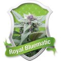 Royal Bluematic Selbstblühende Feminisierte Samen 3 Seeds