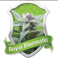 Royal Bluematic Automatic Feminised Seeds 5 Seeds