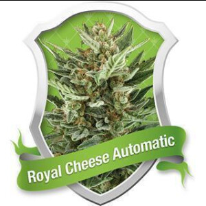 Royal Cheese Automatic Feminised Seeds 3 Seeds
