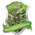 Royal Cheese Selbstblühende Feminisierte Samen 3 Seeds