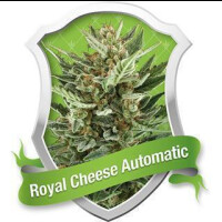 Royal Cheese Selbstblühende Feminisierte Samen 5 Seeds