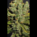 Royal Cheese Automatic Feminised Seeds 5 Seeds