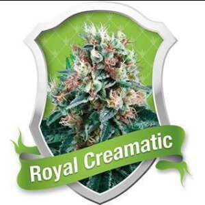 Royal Creamatic Automatic Feminised Seeds 5 Seeds
