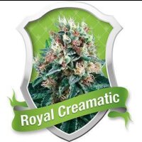 Royal Creamatic Selbstblühende Feminisierte Samen 5...