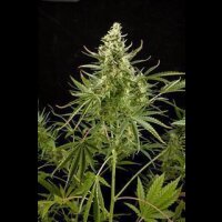 Royal Critical Auto by Royal Queen Seeds 3 Seeds