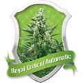 Royal Critical Auto - Royal Queen Seeds 3 Samen