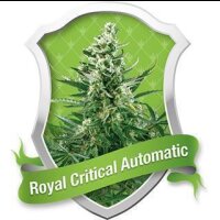 Royal Critical Auto by Royal Queen Seeds 5 Seeds