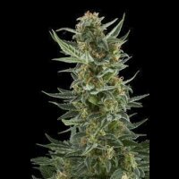 Royal Dwarf Auto by Royal Queen Seeds 3 Seeds