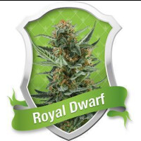 Royal Dwarf Auto - Royal Queen Seeds 3 Samen