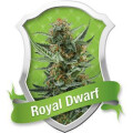 Royal Dwarf Auto by Royal Queen Seeds 3 Seeds